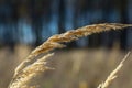 Inflorescence of wood small-reed Calamagrostis epigejos on a meadow