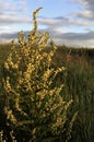 Inflorescence of Wooly Mullein Verbascum pyramidatum. The yellow flowers and leaves are anodyne antiseptic, astringent demulcent, Royalty Free Stock Photo