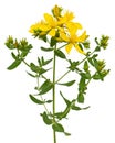 Inflorescence of yellow  flowers of Hypericum, isolated on white background Royalty Free Stock Photo