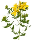 Inflorescence of yellow  flowers of Hypericum, isolated on white background Royalty Free Stock Photo