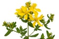 Inflorescence of yellow  flowers of Hypericum, isolated on white background Royalty Free Stock Photo