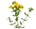 Inflorescence of yellow  flowers of Hypericum, isolated on white background Royalty Free Stock Photo