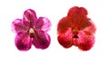 Inflorescence yellowish, pink, orange. Vanda and Ascocenda orchid bunch flower two type Royalty Free Stock Photo