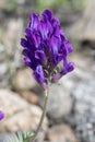 Inflorescences of astragalus woolly-flowered