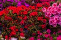 Inflorescences of azaleas.