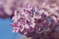 Inflorescences of blooming lilacs against the sky