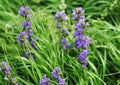 Inflorescences of blue bells on a green background