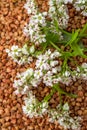 Inflorescences of buckwheat plants on the background groats