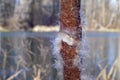 Inflorescences of bulrushes