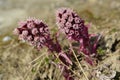 Inflorescences of a butterbur hybrid Petasites hybridus L. Royalty Free Stock Photo