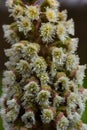 Inflorescences of butterbur, pestilence wort, Petasites hybridus.Blossom, Common butterbur. A blooming butterbur Petasites Royalty Free Stock Photo