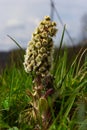 Inflorescences of butterbur, pestilence wort, Petasites hybridus.Blossom, Common butterbur. A blooming butterbur Petasites Royalty Free Stock Photo