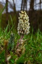 Inflorescences of butterbur, pestilence wort, Petasites hybridus.Blossom, Common butterbur. A blooming butterbur Petasites Royalty Free Stock Photo