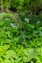 Inflorescences of butterbur, pestilence wort, Petasites hybridus.Blossom, Common butterbur. A blooming butterbur Petasites