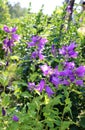 inflorescences of Campanula bluebell flowers