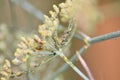 Inflorescences of a Darkleaf Fennel \'Atropurpureum\' with aphids