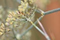 Inflorescences of a Darkleaf Fennel \'Atropurpureum\' with aphids