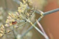 Inflorescences of a Darkleaf Fennel \'Atropurpureum\' with aphids