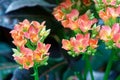 The inflorescences of an exotic plant of small red-orange flowers