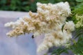 Inflorescences of false spiraea, close-up in selective focus