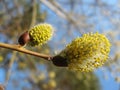 Inflorescences flowering willow Royalty Free Stock Photo