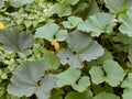 Inflorescences flowers pumpkins in the garden