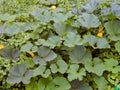 Inflorescences flowers pumpkins in the garden