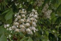 Inflorescences of a horse-chestnutt tree Royalty Free Stock Photo