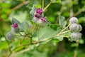 Inflorescences of the large bladder Arctium lappa L