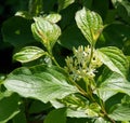 Inflorescences and Leaves of Cornus Royalty Free Stock Photo