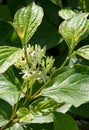 Inflorescences and Leaves of Cornus Royalty Free Stock Photo