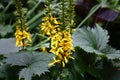 Inflorescences and leaves of a ligularia przewalskii.