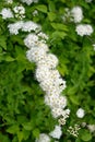 Inflorescences of the meadowsweet Spiraea chamaedryfolia L