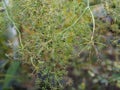 Inflorescences of parsley herb in the garden, growing to collect seeds. Autumn background Royalty Free Stock Photo