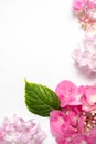 inflorescences of pink hydrangea and green leaves on a white background. Royalty Free Stock Photo