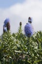 Inflorescences of praid of madeira Echium candicans flowering in the wild nature at Madeira