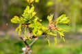 inflorescences Quercus pubescens,downy oak or pubescent oak leaves leathery