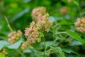 Inflorescences of red elderberry Sambucus racemose on a branch