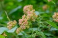 Inflorescences of red elderberry Sambucus racemose on a branch