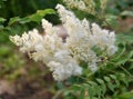 Inflorescences of Sorbaria sorbifolia Latin Sorbaria sorbifolia or false spirea