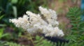 Inflorescences of Sorbaria sorbifolia Latin Sorbaria sorbifolia or false spirea