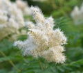 Inflorescences of Sorbaria sorbifolia Latin Sorbaria sorbifolia or false spirea