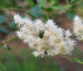 Inflorescences of Sorbaria sorbifolia Latin Sorbaria sorbifolia or false spirea