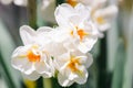 Inflorescences of white daffodils Erlicheer Royalty Free Stock Photo