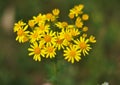 Inflorescences of yellow flowers on a green background