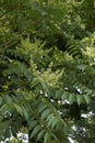 Ailanthus altissima blossom in spring Royalty Free Stock Photo