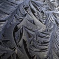 During periods of frost in winter, smooth surfaces can become covered with beautiful frost feathers