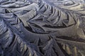 During periods of frost in winter, smooth surfaces can become covered with beautiful frost feathers