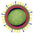 Influenza Profile H1N1 Swine Virus