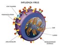 Influenza Virus Royalty Free Stock Photo